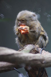 Pygmy Marmoset  Cebuella pygmaea,Pygmy marmoset
