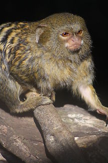 Pygmy Marmoset  Cebuella pygmaea,Pygmy marmoset