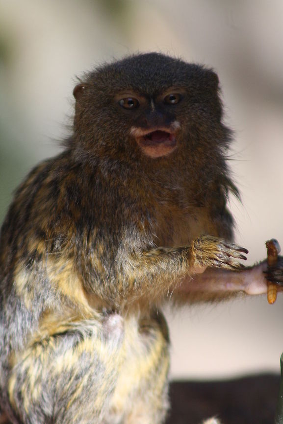 Pygmy Marmoset  Cebuella pygmaea,Pygmy marmoset