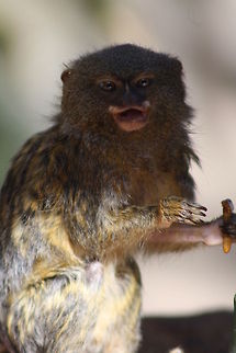 Pygmy Marmoset  Cebuella pygmaea,Pygmy marmoset