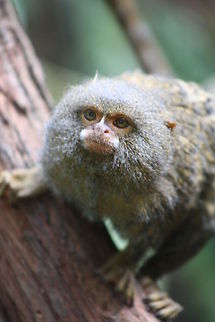 Pygmy Marmoset  Cebuella pygmaea,Pygmy marmoset