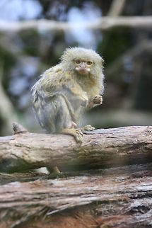 Pygmy Marmoset  Cebuella pygmaea,Pygmy marmoset