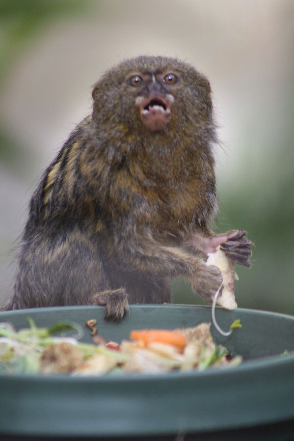 Pygmy Marmoset  Cebuella pygmaea,Pygmy marmoset
