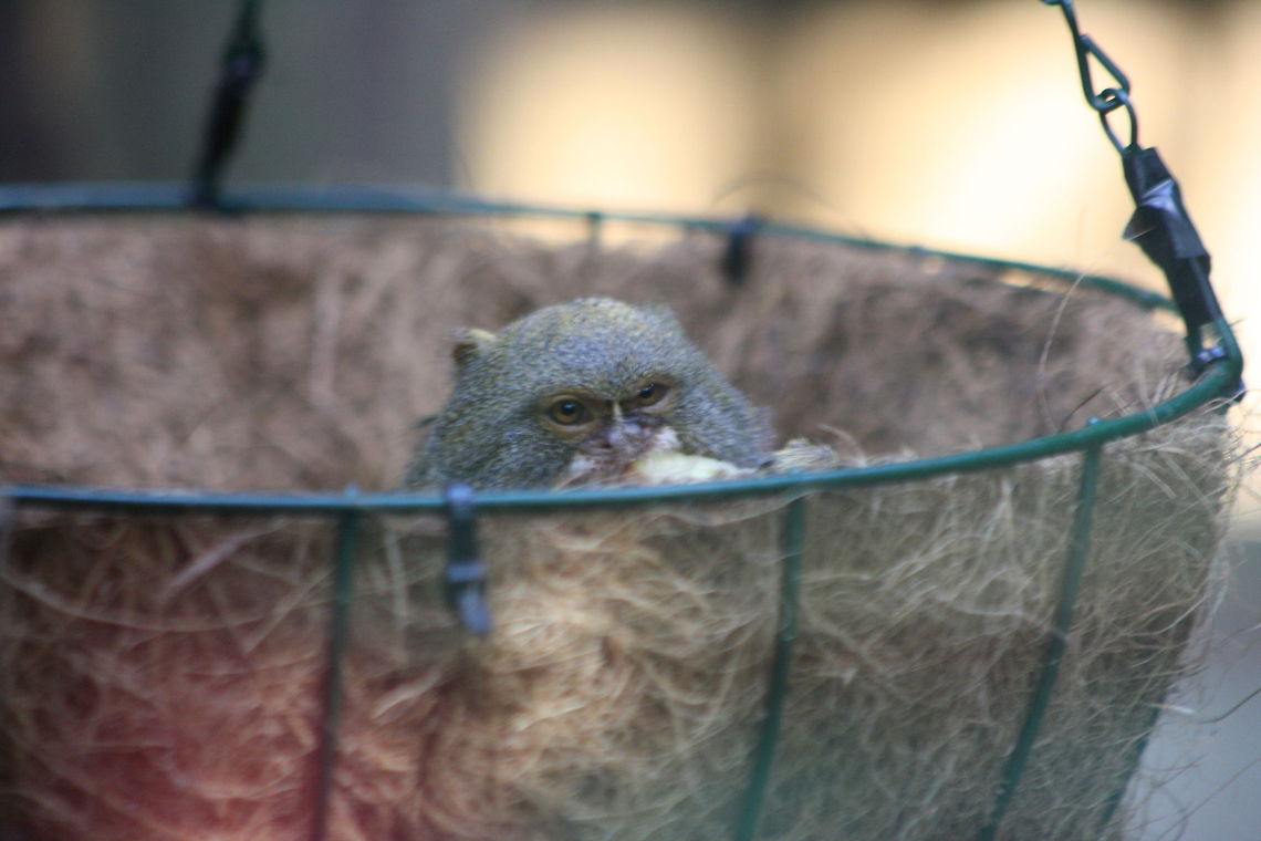 Pygmy Marmoset. Peek a boo  Australia,Cebuella pygmaea,Geotagged,Pygmy marmoset