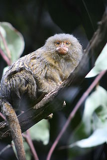 Pygmy Marmoset  Australia,Cebuella pygmaea,Geotagged,Pygmy marmoset