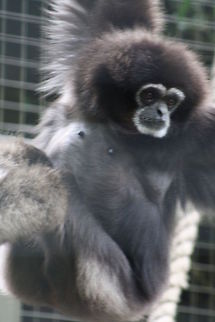 lars Gibbon  Hylobates lar,Lar gibbon
