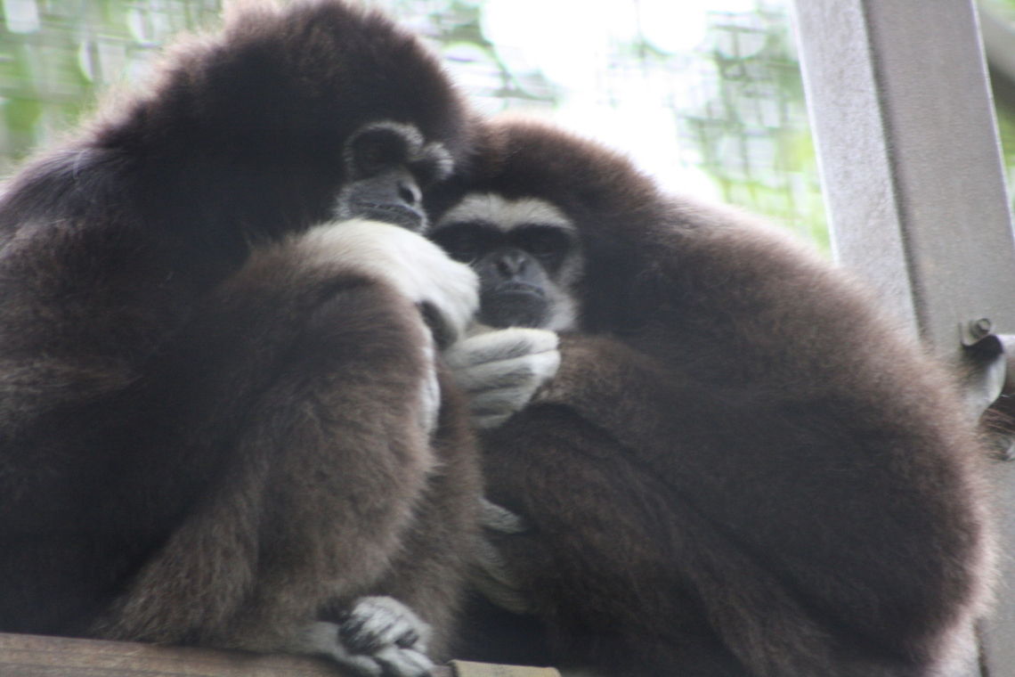 lars Gibbon  Hylobates lar,Lar gibbon