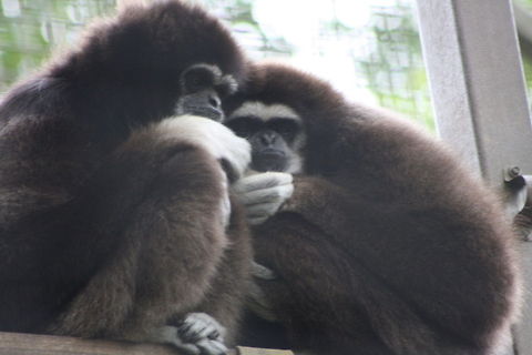 lars Gibbon  Hylobates lar,Lar gibbon