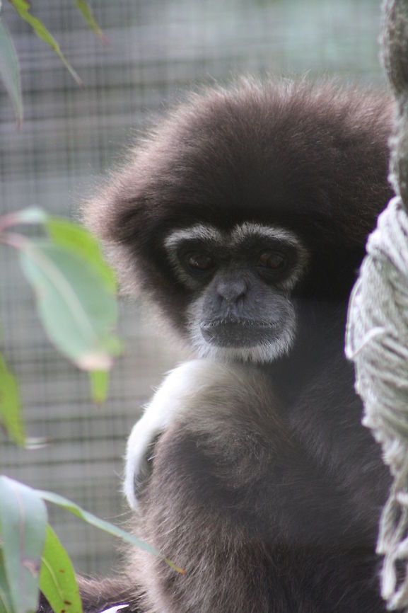 lars Gibbon  Hylobates lar,Lar gibbon