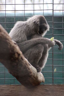 Silvery Gibbon  Hylobates moloch,Silvery gibbon