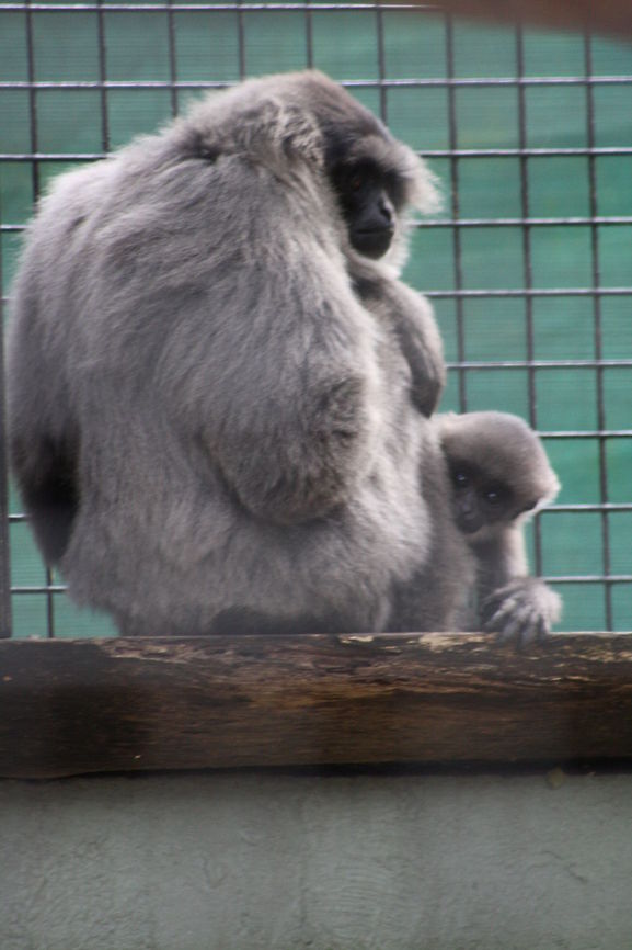 Silvery Gibbon and baby  Hylobates moloch,Silvery gibbon