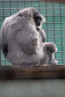 Silvery Gibbon and baby  Hylobates moloch,Silvery gibbon