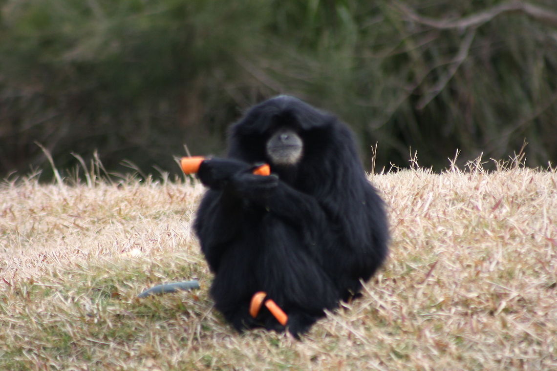 Siamang Gibbon What's to eat  Siamang,Symphalangus syndactylus