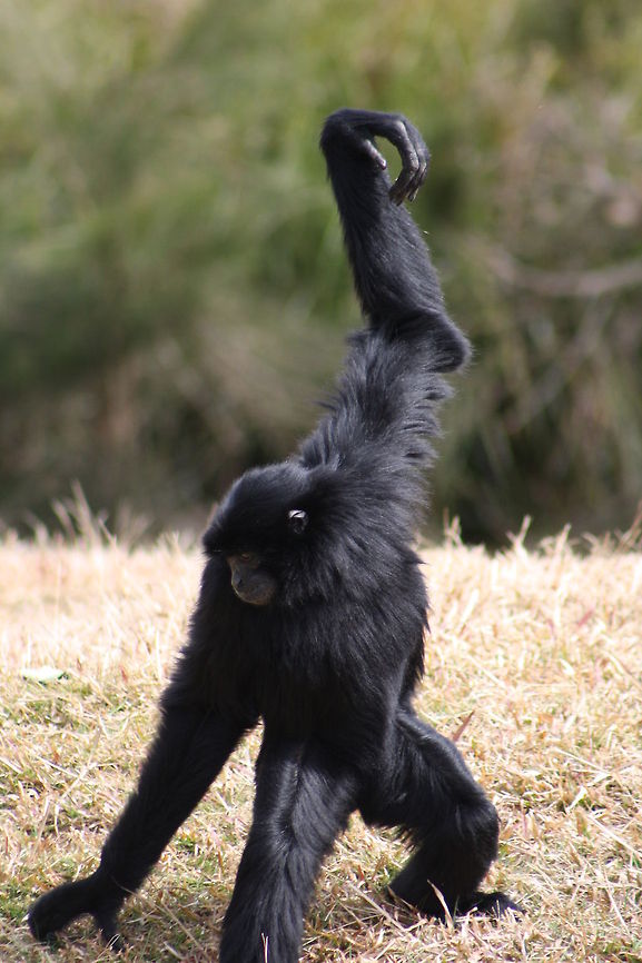 Siamang Gibbon  Siamang,Symphalangus syndactylus
