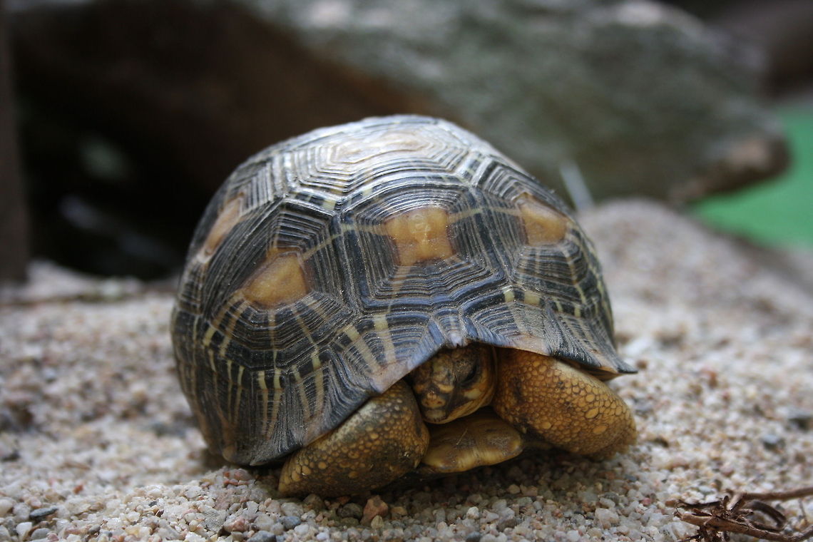 Indian star tortoise front view  Geochelone elegans,Indian star tortoise