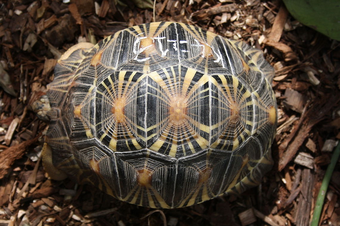 Indian star tortoise top view  Geochelone elegans,Indian star tortoise
