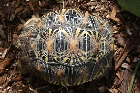 Indian star tortoise top view  Geochelone elegans,Indian star tortoise