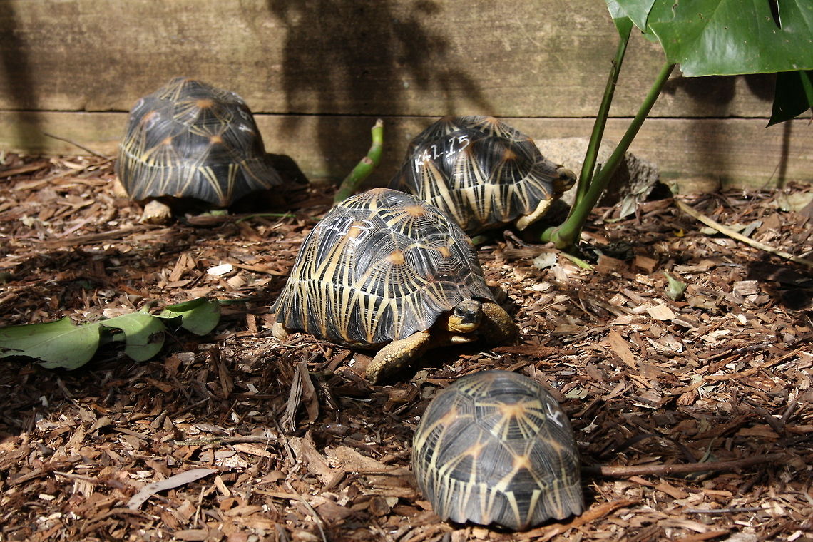 Four Indian star tortoises  Geochelone elegans,Indian star tortoise