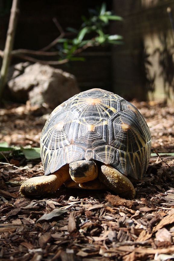 Indian star tortoise full body view  Geochelone elegans,Indian star tortoise