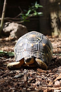 Indian star tortoise full body view  Geochelone elegans,Indian star tortoise