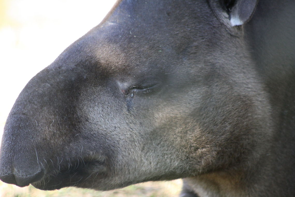 South American Tapir  South American tapir,Tapirus terrestris