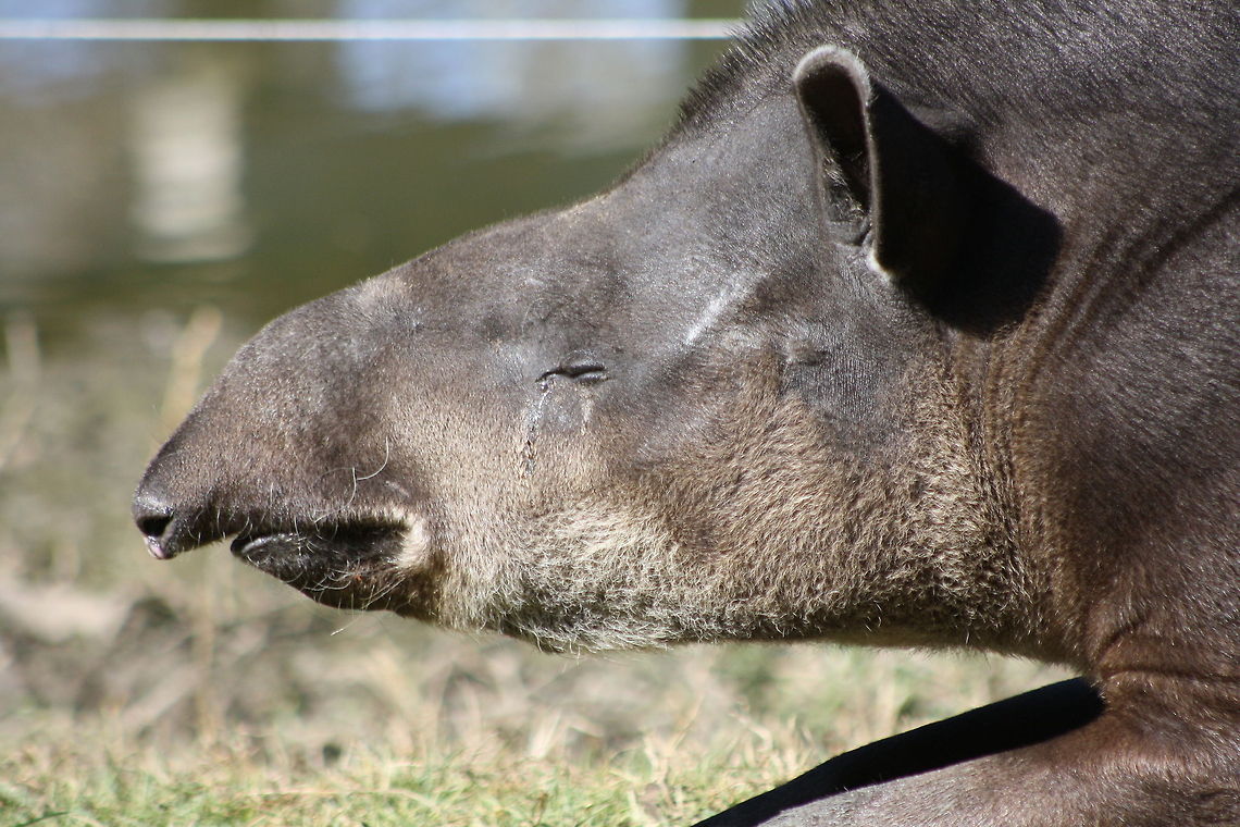 South American Tapir  South American tapir,Tapirus terrestris