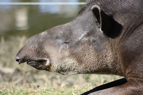 South American Tapir  South American tapir,Tapirus terrestris