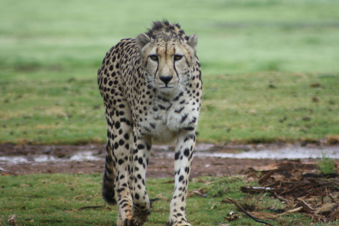Cheetah  Acinonyx jubatus,Australia,Cheetah,Geotagged