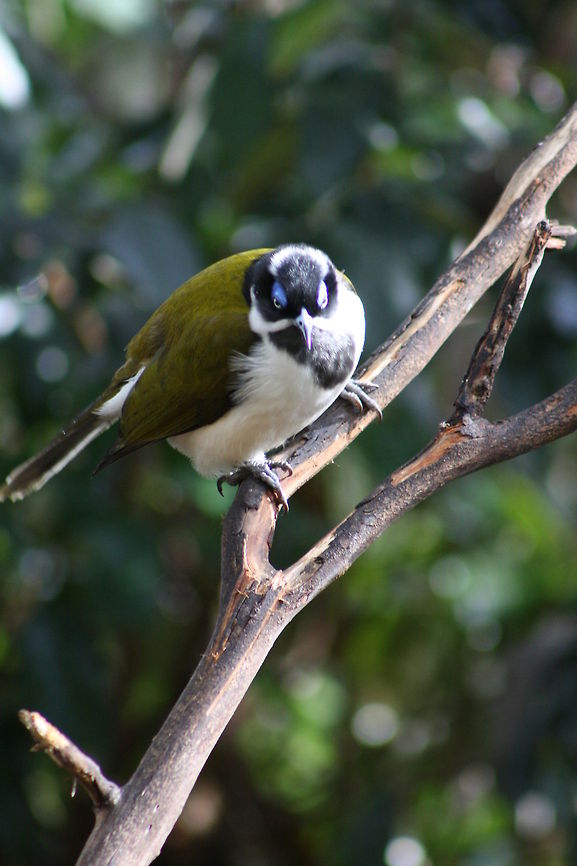 Blue-faced Honeyeater Found mainly in open Forests, woodlands and timber along watercourses but also visits orchards, banana and sugar cane plantations. Lives Nth and E Australia Blue-faced Honeyeater,Entomyzon cyanotis