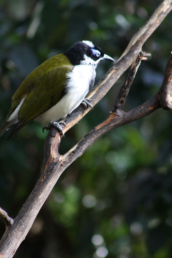 Blue-faced Honeyeater  Blue-faced Honeyeater,Entomyzon cyanotis