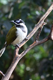 Blue-faced Honeyeater  Blue-faced Honeyeater,Entomyzon cyanotis