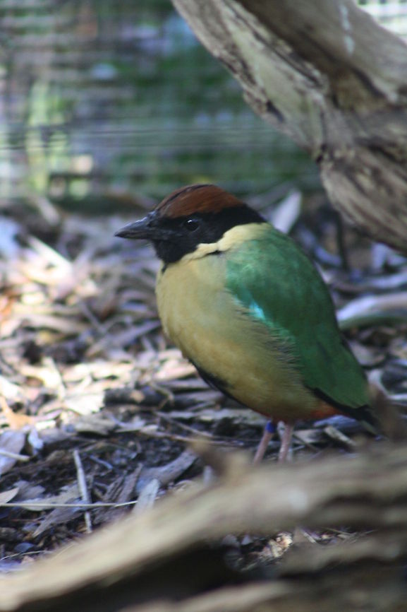 Noisy Pitta  Noisy Pitta,Pitta versicolor