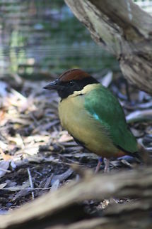 Noisy Pitta  Noisy Pitta,Pitta versicolor