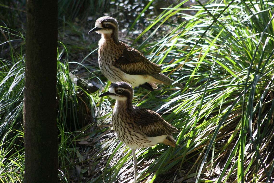 Bush Thick Knee  Burhinus grallarius,Bush Stone-curlew