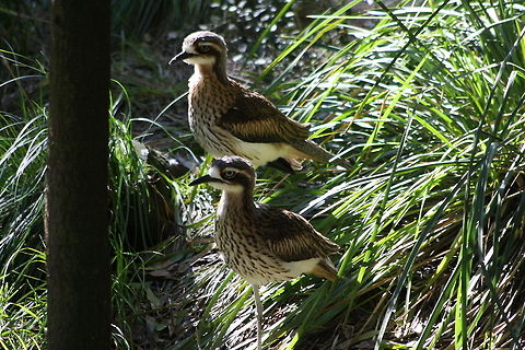 Bush Thick Knee  Burhinus grallarius,Bush Stone-curlew