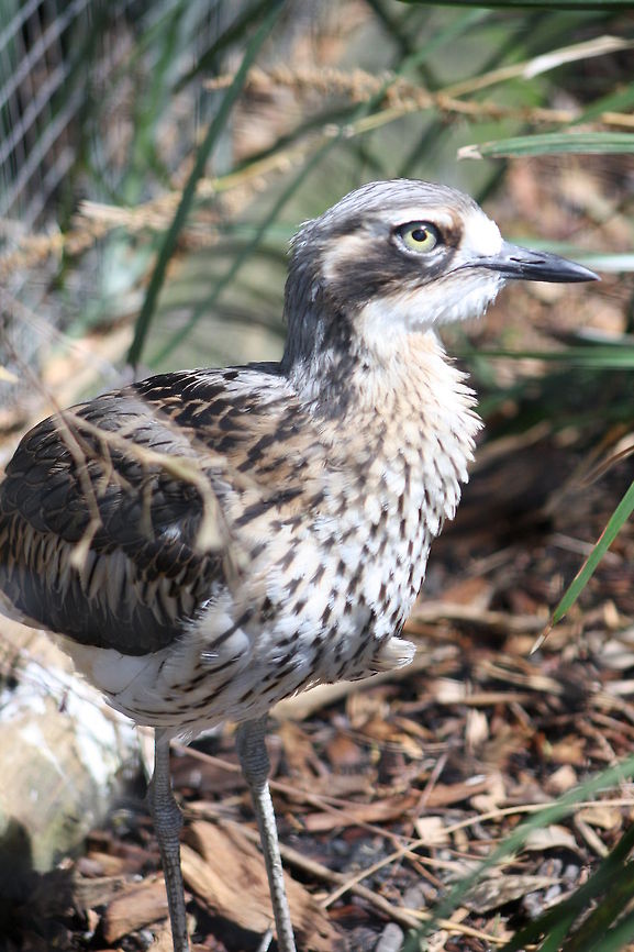 Thick Knee Curlew  Burhinus grallarius,Bush Stone-curlew
