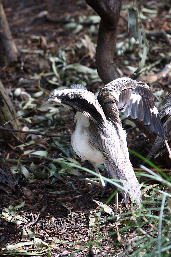 Bush Thick Knee  Burhinus grallarius,Bush Stone-curlew