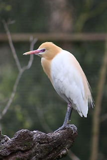 Cattle Egret  Bubulcus ibis,Cattle Egret
