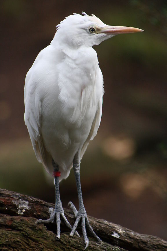 Cattle Egret  Bubulcus ibis,Cattle Egret