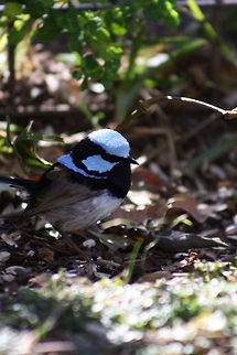 Superb Fairy wren (or Blue Wren)  Australia,Geotagged,Malurus cyaneus,Superb Fairywren