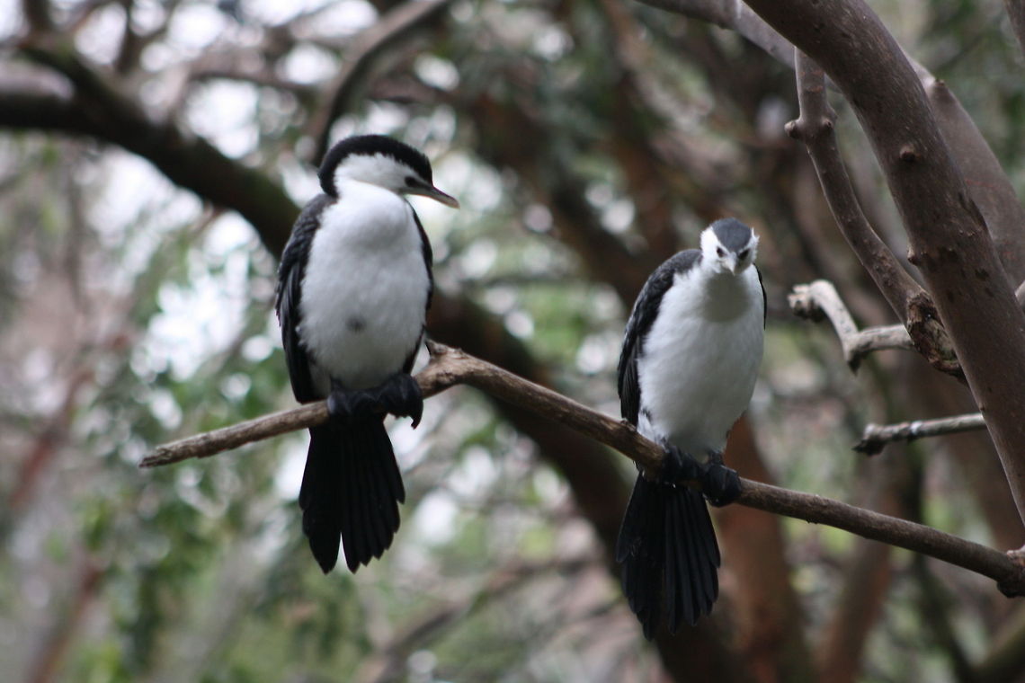 Little Pied Cormorant  Little Pied Cormorant,Microcarbo melanoleucos