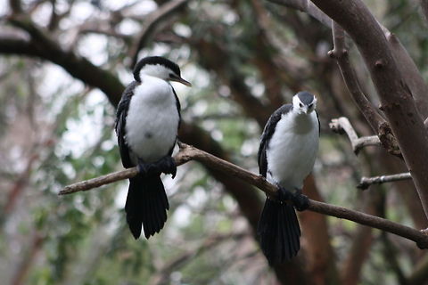 Little Pied Cormorant  Little Pied Cormorant,Microcarbo melanoleucos