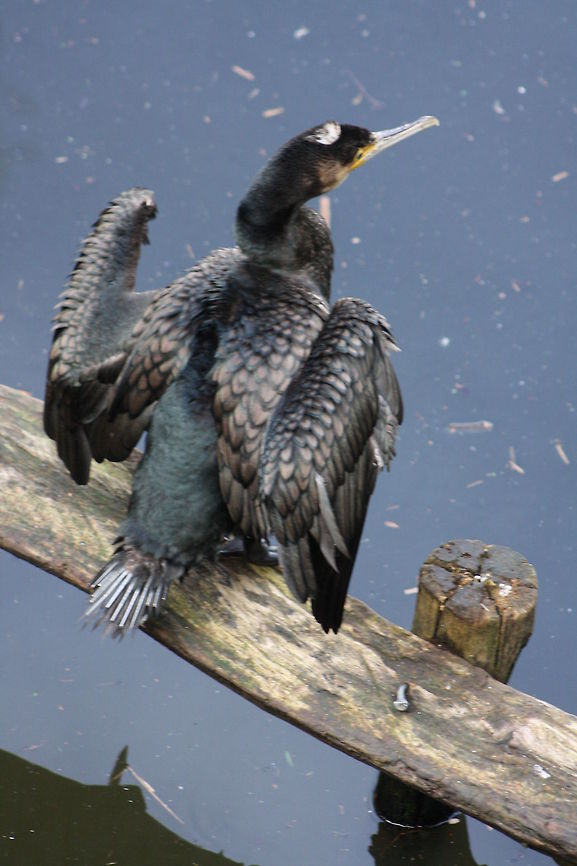 Great Cormorant  Great Cormorant,Phalacrocorax carbo