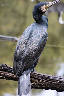 Great Cormorant  Great Cormorant,Phalacrocorax carbo