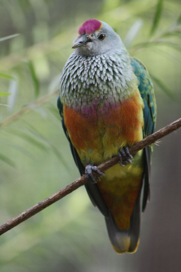 Rose Crown Fruit Dove habitat is dense, moist rainforests, mangroves ,monsoon forests and wet eucalypt forest along the east  coast of  Australia, also lives in the coastal region of the NT. Ptilinopus regina,Rose-crowned Fruit Dove