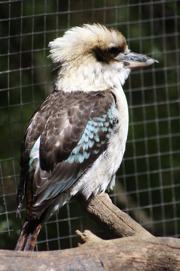 Kookaburra  Australia,Dacelo novaeguineae,Geotagged,Laughing Kookaburra