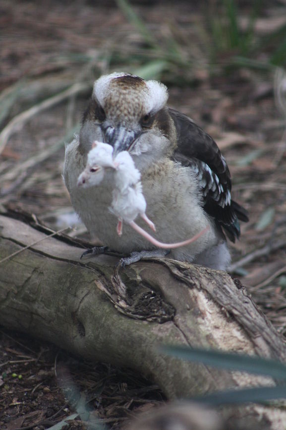 Kookaburra take away  Dacelo novaeguineae,Geotagged,Laughing Kookaburra,Winter