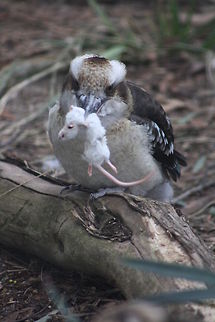 Kookaburra take away  Dacelo novaeguineae,Geotagged,Laughing Kookaburra,Winter
