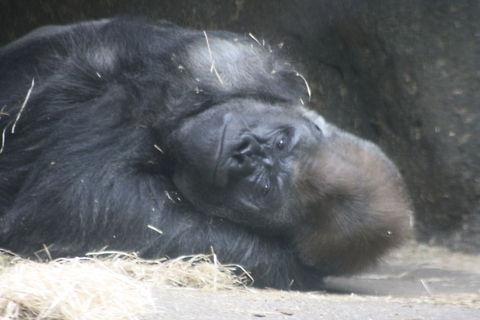 Gorilla  Gorilla gorilla gorilla,Western lowland gorilla