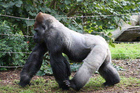 Gorilla  Gorilla gorilla gorilla,Western lowland gorilla